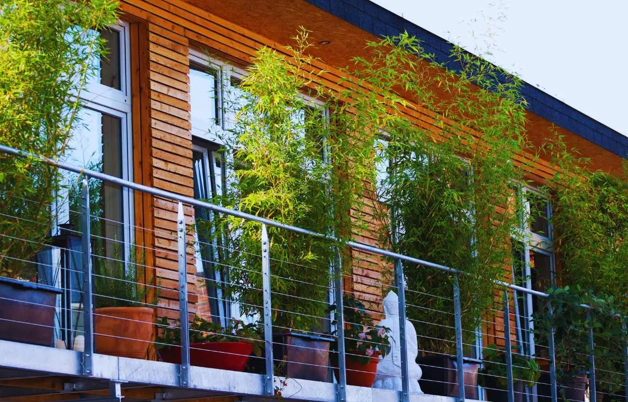 La pianta resistente che crea privacy naturale in terrazzo senza manutenzione La pianta resistente che crea privacy naturale in terrazzo senza manutenzione