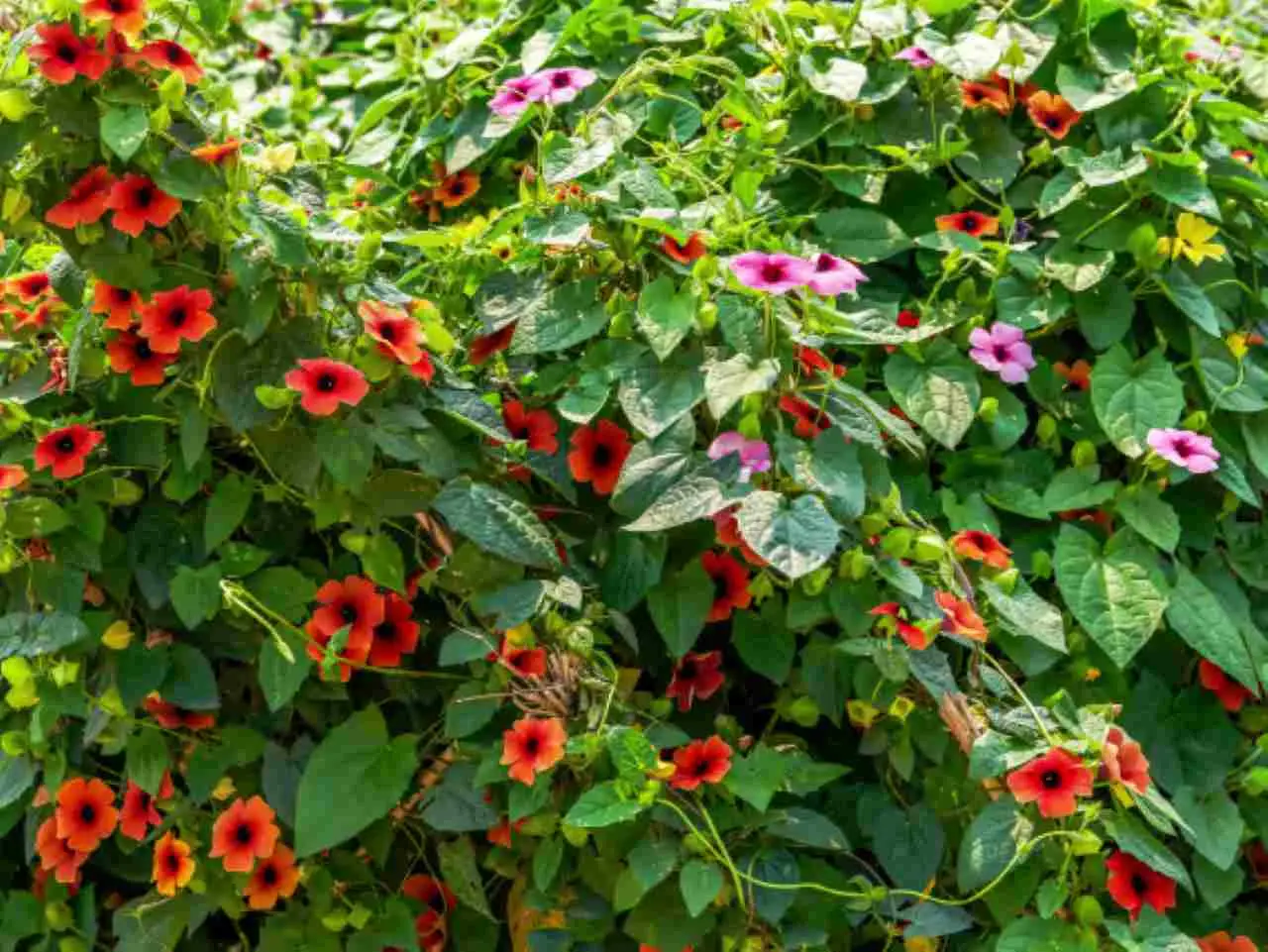 Le piante rampicanti che fioriscono a lungo e rendono unico ogni spazio verde Le piante rampicanti che fioriscono a lungo e rendono unico ogni spazio verde