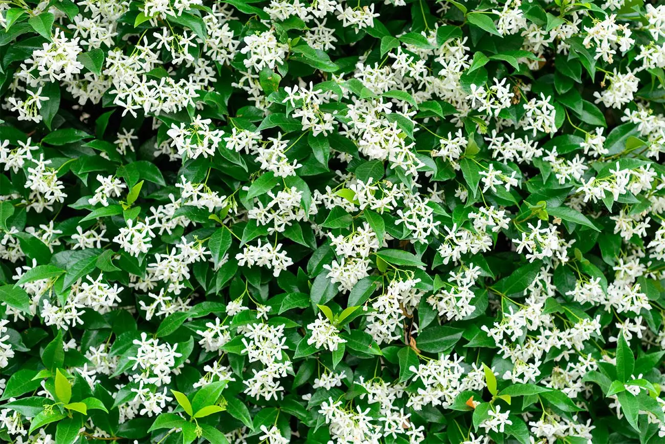 Le piante rampicanti che fioriscono a lungo e rendono unico ogni spazio verde Le piante rampicanti che fioriscono a lungo e rendono unico ogni spazio verde