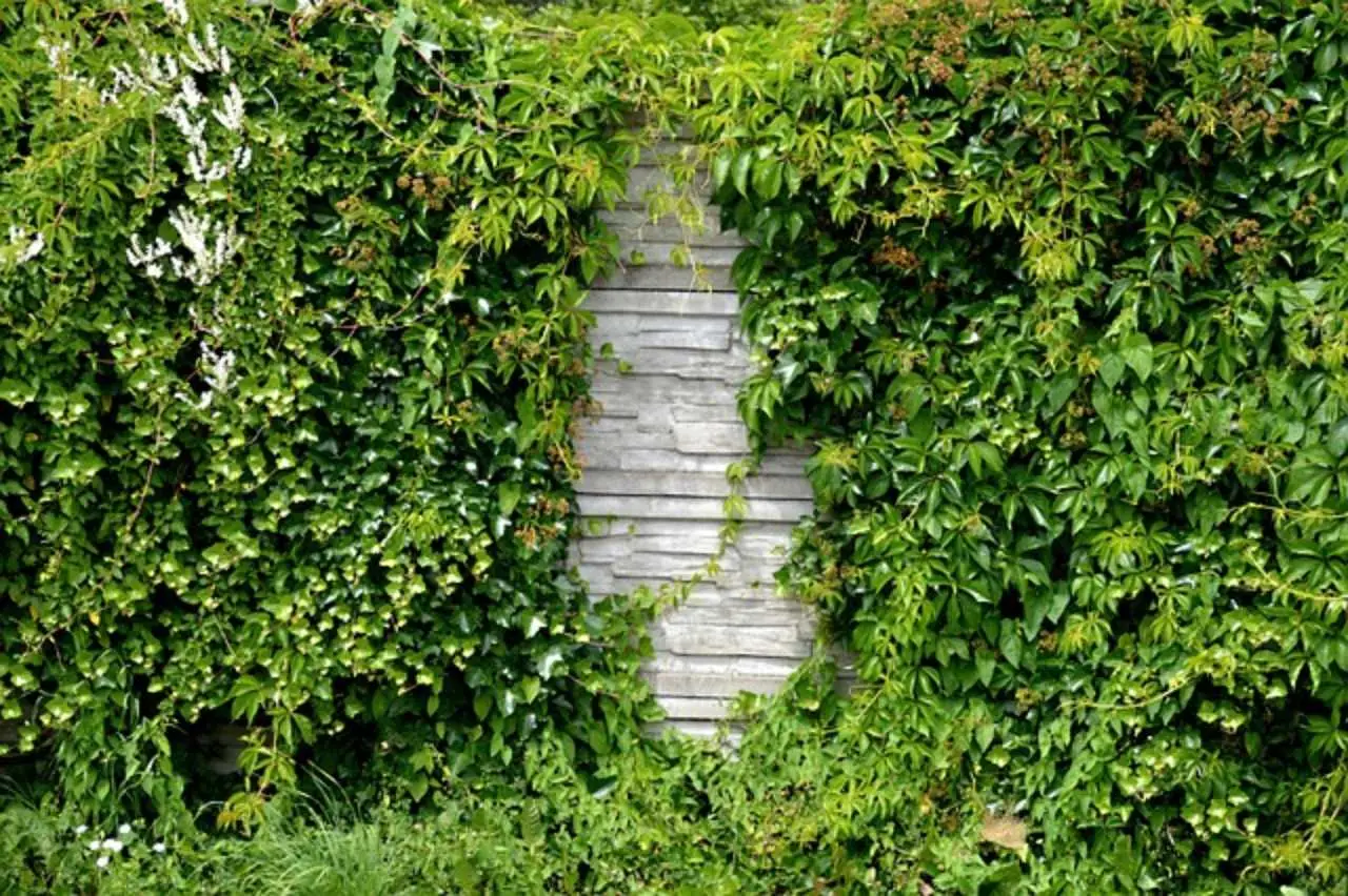 Le piante rampicanti che fioriscono a lungo e rendono unico ogni spazio verde Le piante rampicanti che fioriscono a lungo e rendono unico ogni spazio verde