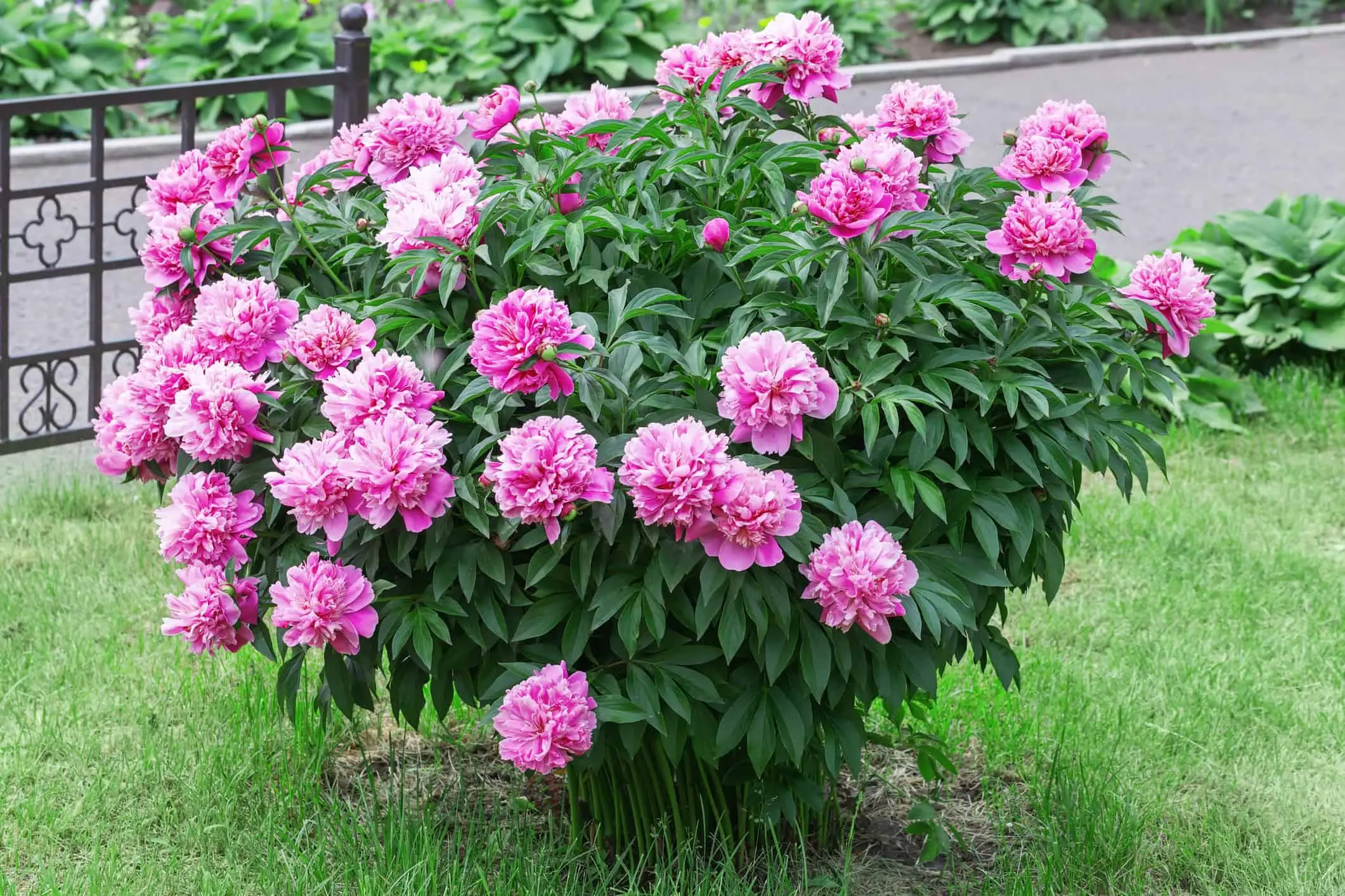 La perenne che trasforma aiuole e richiede solo poche annaffiature estive La perenne che trasforma aiuole e richiede solo poche annaffiature estive