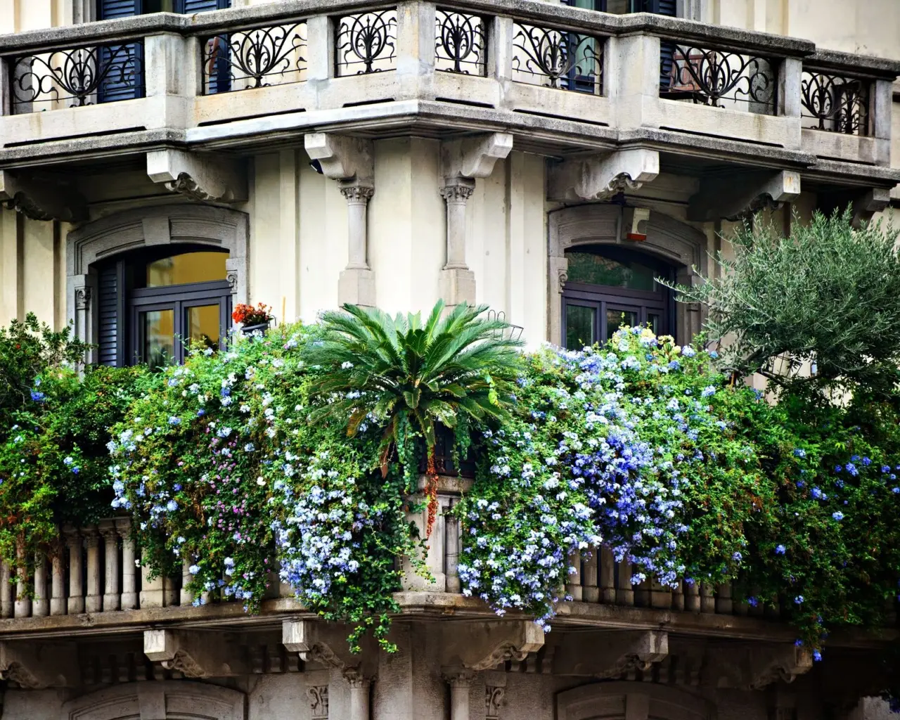 Un arbusto autoctono che decora i balconi fino all’autunno senza cure speciali Un arbusto autoctono che decora i balconi fino all’autunno senza cure speciali