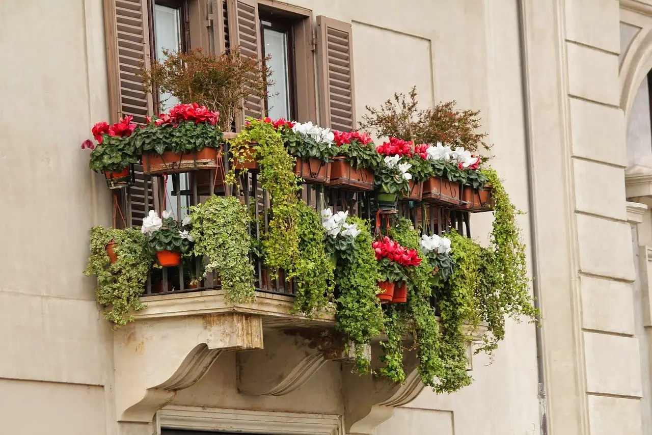 Un arbusto autoctono che decora i balconi fino all’autunno senza cure speciali Un arbusto autoctono che decora i balconi fino all’autunno senza cure speciali