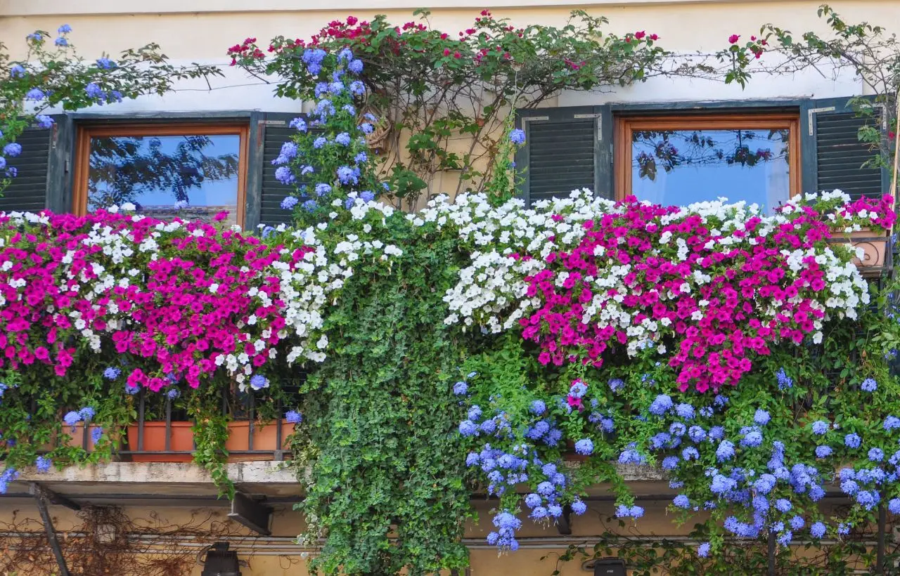 Un arbusto autoctono che decora i balconi fino all’autunno senza cure speciali Un arbusto autoctono che decora i balconi fino all’autunno senza cure speciali