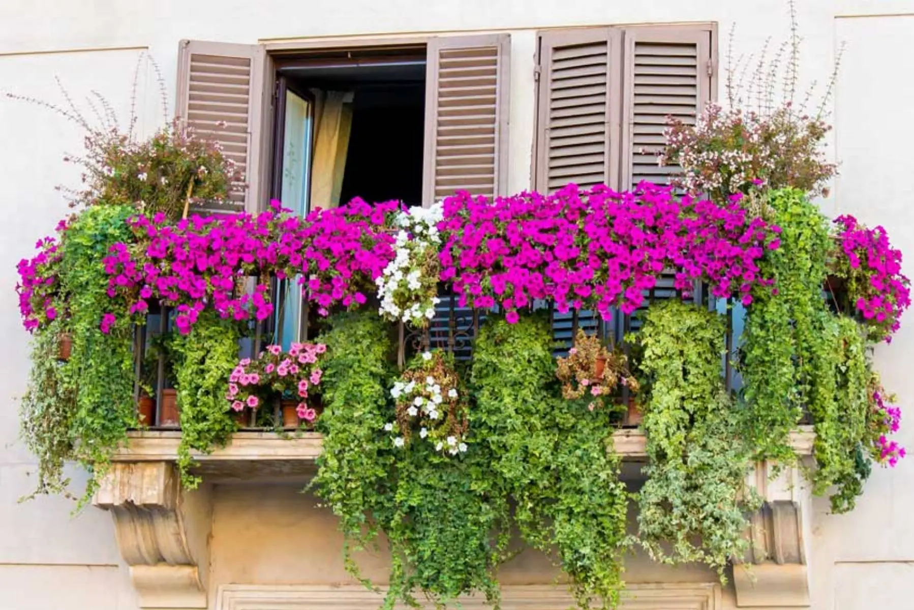Un arbusto autoctono che decora i balconi fino all’autunno senza cure speciali Un arbusto autoctono che decora i balconi fino all’autunno senza cure speciali