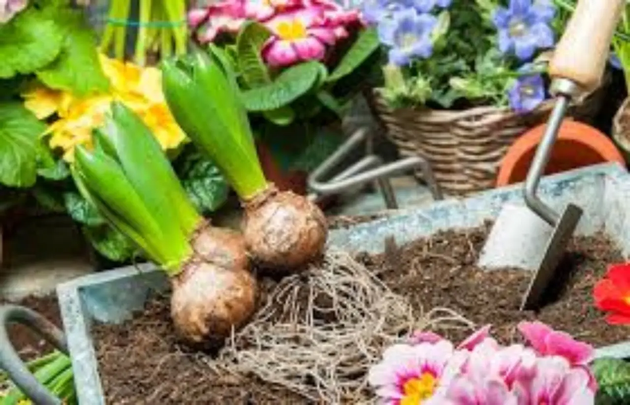 Bulbi autunnali a crescita rapida: soluzioni semplici per un giardino sempre verde Bulbi autunnali a crescita rapida: soluzioni semplici per un giardino sempre verde
