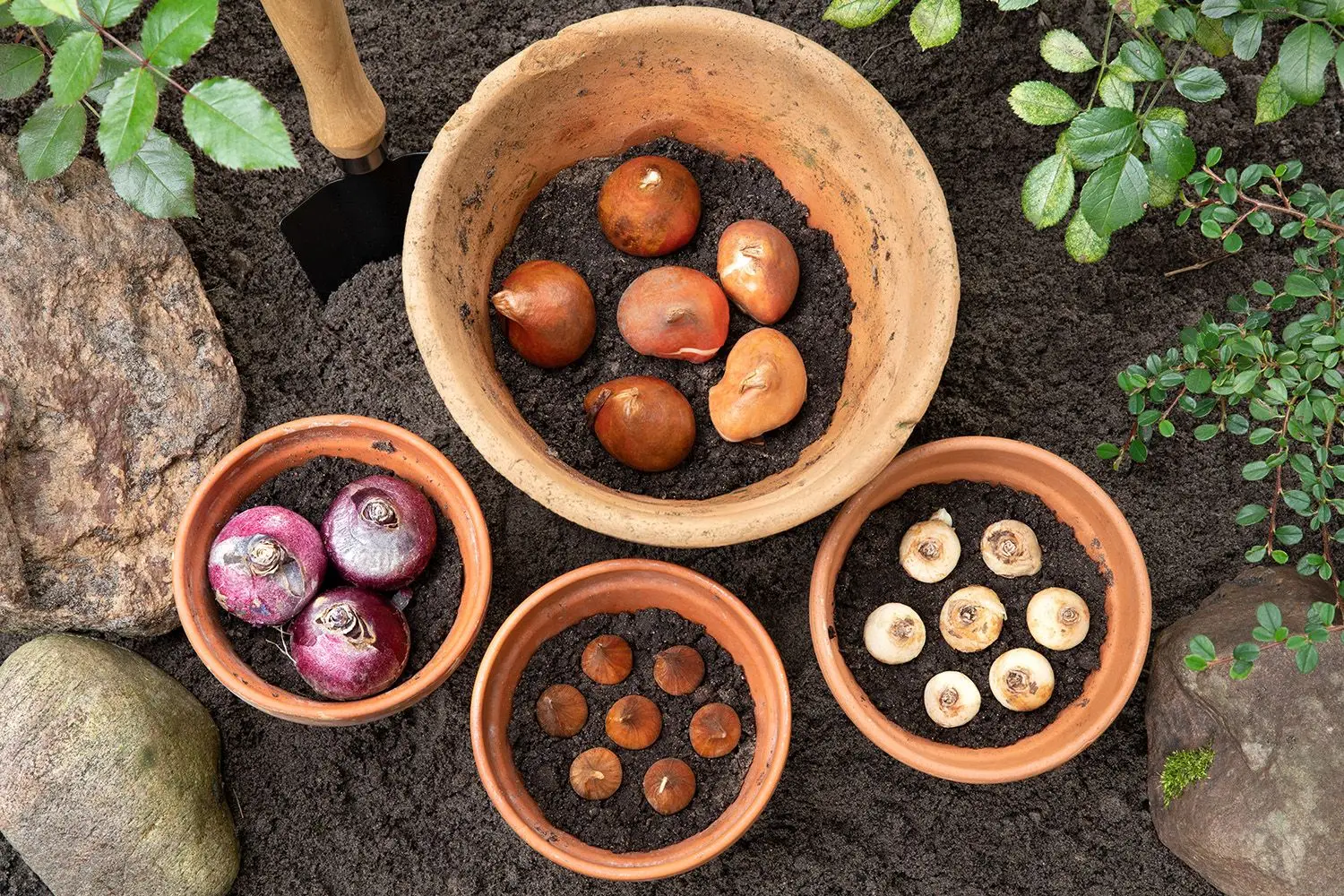 Bulbi autunnali a crescita rapida: soluzioni semplici per un giardino sempre verde Bulbi autunnali a crescita rapida: soluzioni semplici per un giardino sempre verde