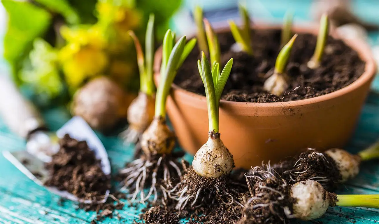 Bulbi autunnali a crescita rapida: soluzioni semplici per un giardino sempre verde Bulbi autunnali a crescita rapida: soluzioni semplici per un giardino sempre verde