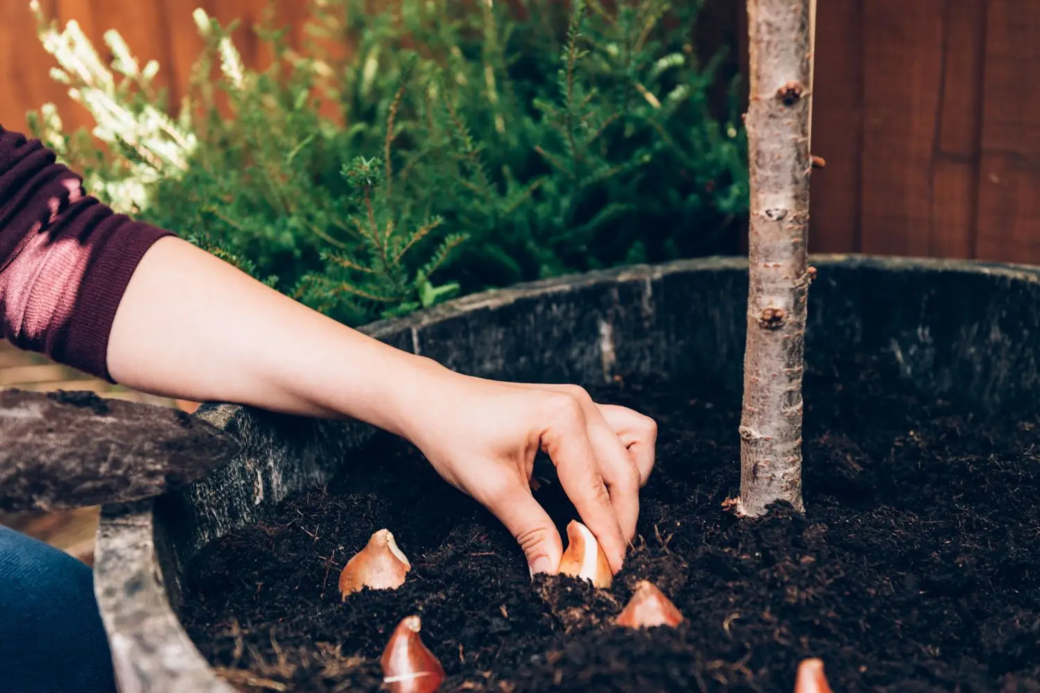 Bulbi autunnali a crescita rapida: soluzioni semplici per un giardino sempre verde Bulbi autunnali a crescita rapida: soluzioni semplici per un giardino sempre verde
