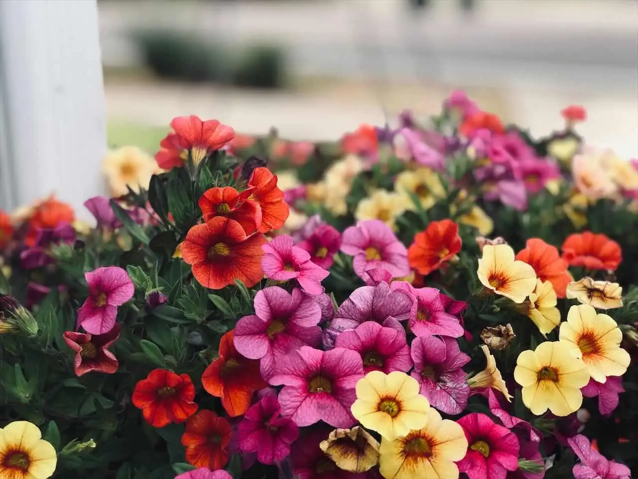 I fiori ideali per chi ha poco tempo: spettacolari e resistenti anche ai temporali I fiori ideali per chi ha poco tempo: spettacolari e resistenti anche ai temporali