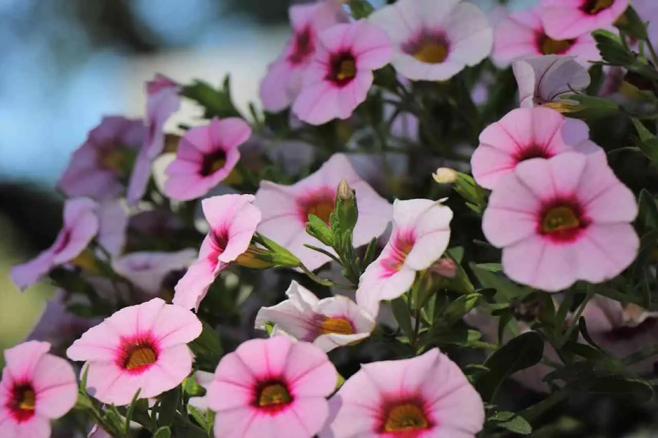 I fiori ideali per chi ha poco tempo: spettacolari e resistenti anche ai temporali I fiori ideali per chi ha poco tempo: spettacolari e resistenti anche ai temporali