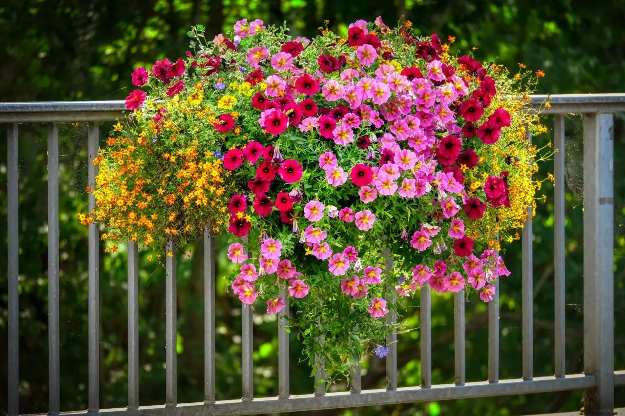 I fiori ideali per chi ha poco tempo: spettacolari e resistenti anche ai temporali I fiori ideali per chi ha poco tempo: spettacolari e resistenti anche ai temporali
