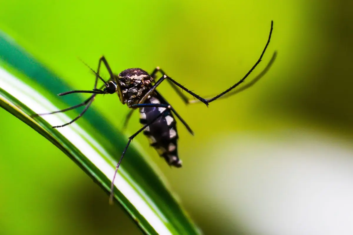 Solo oggi: 5 rimedi naturali efficaci per allontanare zanzare da balconi e terrazzi Solo oggi: 5 rimedi naturali efficaci per allontanare zanzare da balconi e terrazzi