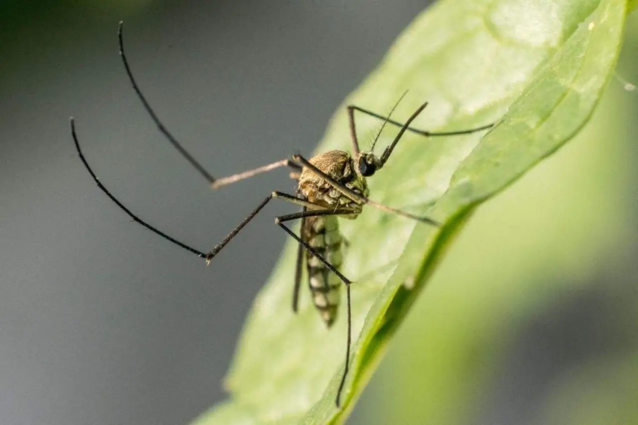Solo oggi: 5 rimedi naturali efficaci per allontanare zanzare da balconi e terrazzi Solo oggi: 5 rimedi naturali efficaci per allontanare zanzare da balconi e terrazzi