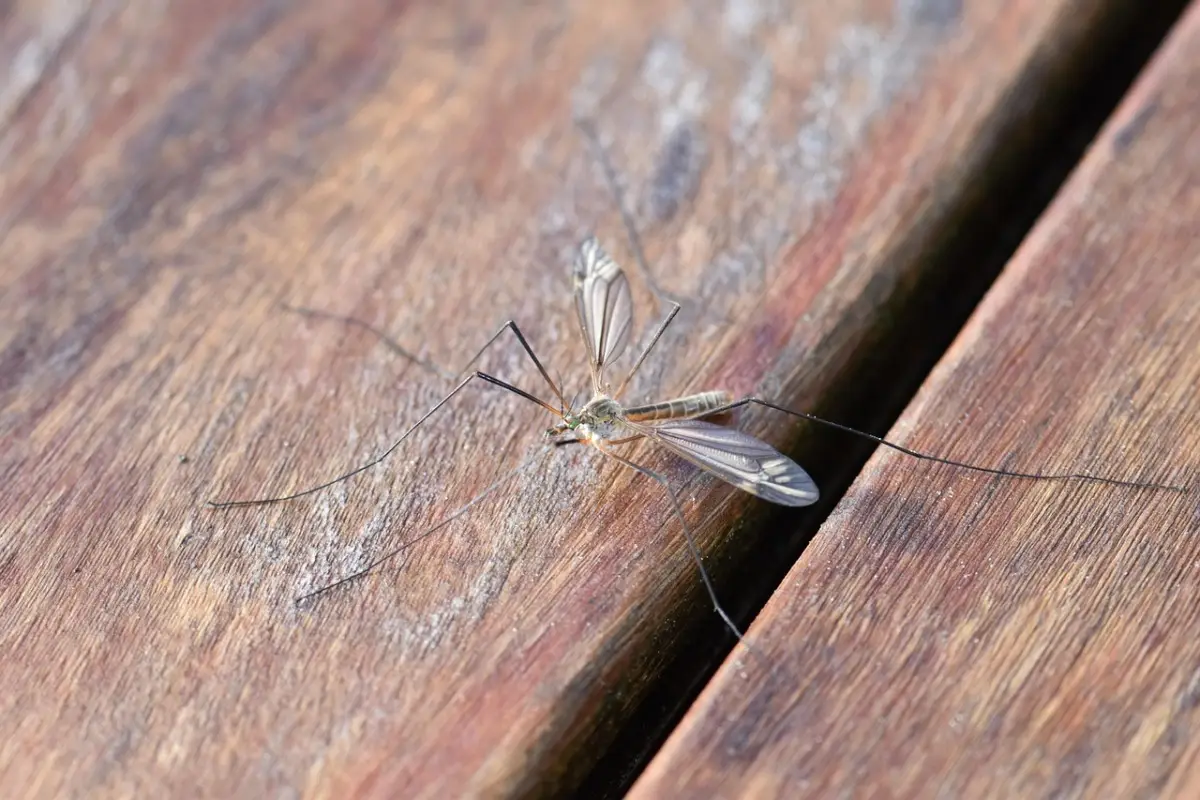 Solo oggi: 5 rimedi naturali efficaci per allontanare zanzare da balconi e terrazzi Solo oggi: 5 rimedi naturali efficaci per allontanare zanzare da balconi e terrazzi