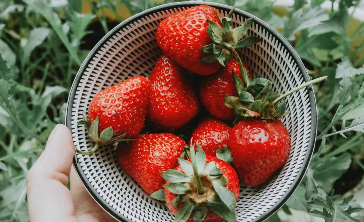 Scopri il trucco per conservare fragole fresche più a lungo senza frigorifero Scopri il trucco per conservare fragole fresche più a lungo senza frigorifero