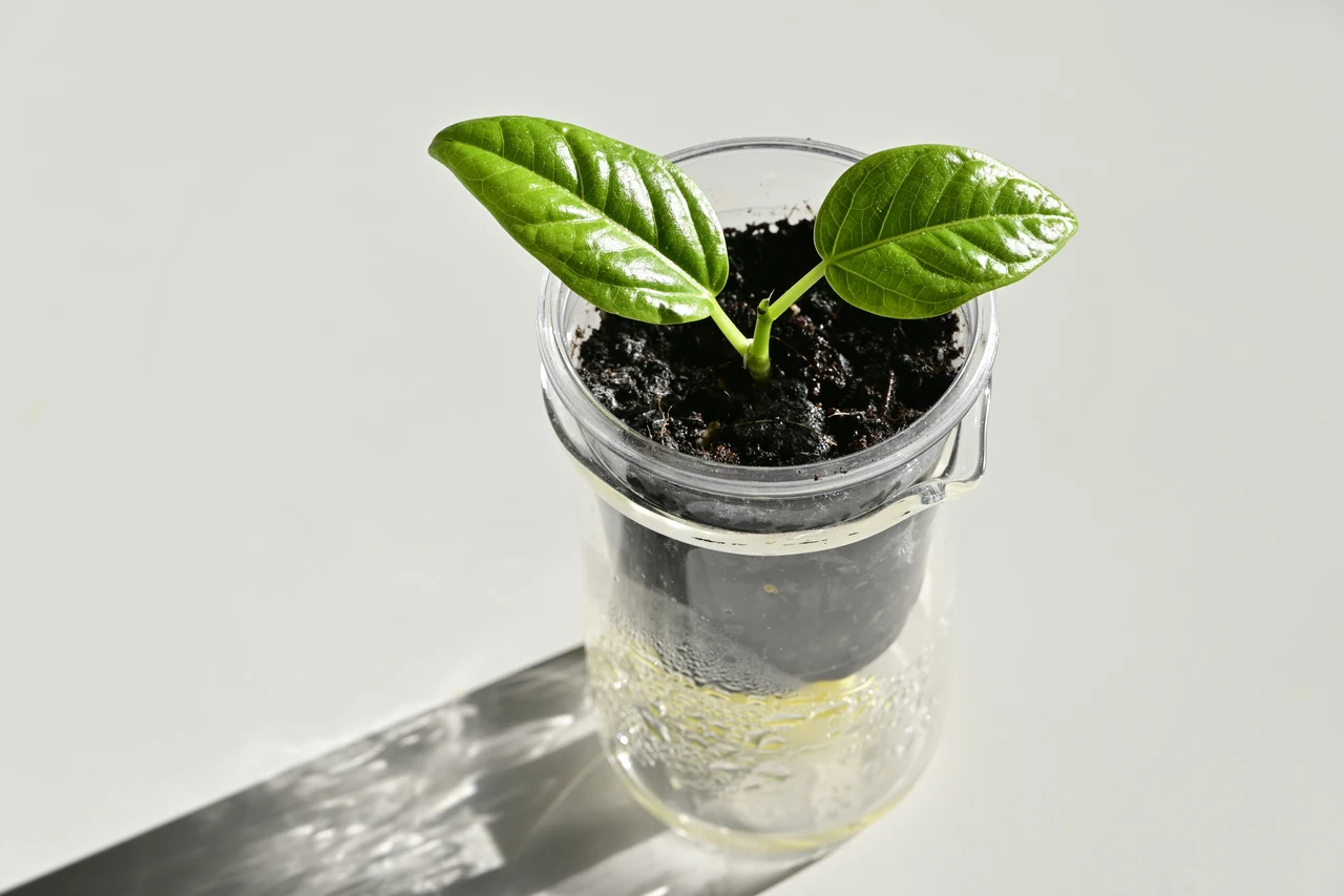Non perdere l’occasione di rafforzare le tue piante con questi scarti alimentari comuni Non perdere l’occasione di rafforzare le tue piante con questi scarti alimentari comuni