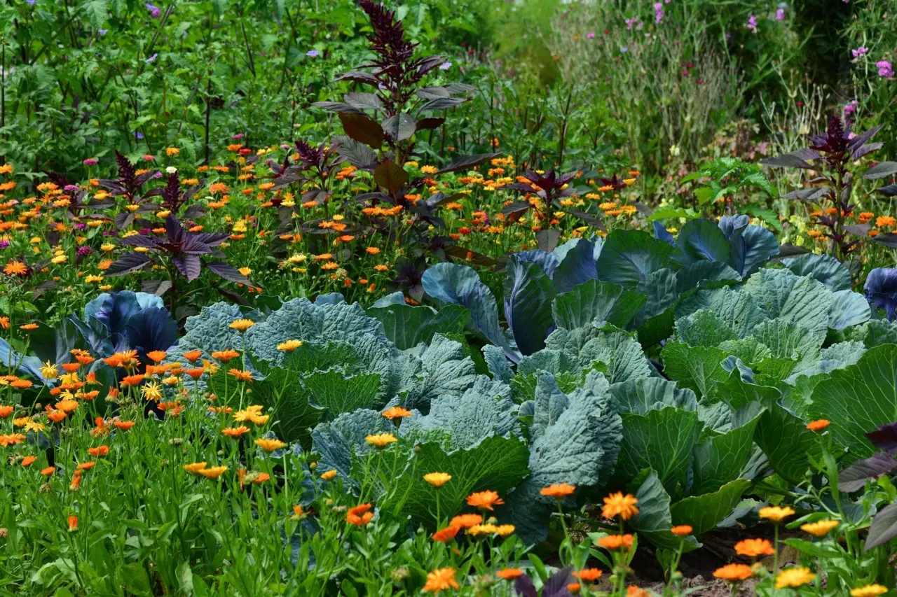 Vuoi un orto più produttivo senza pesticidi? Ecco il metodo naturale che funziona Vuoi un orto più produttivo senza pesticidi? Ecco il metodo naturale che funziona