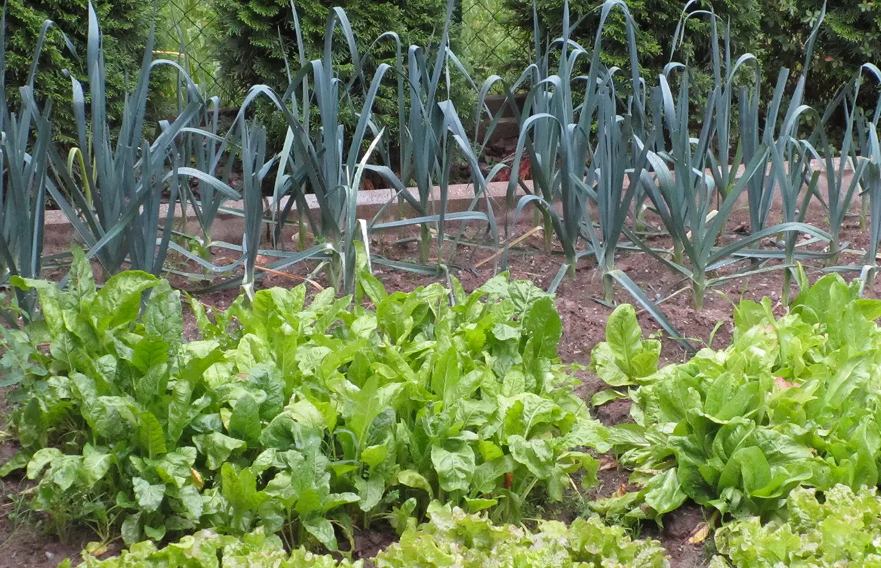 Vuoi un orto più produttivo senza pesticidi? Ecco il metodo naturale che funziona Vuoi un orto più produttivo senza pesticidi? Ecco il metodo naturale che funziona