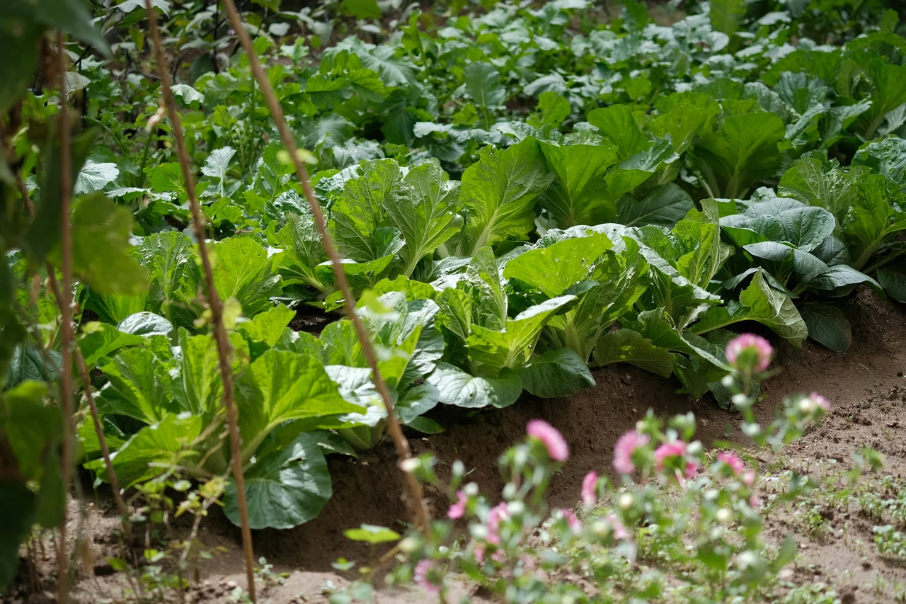 Vuoi un orto più produttivo senza pesticidi? Ecco il metodo naturale che funziona Vuoi un orto più produttivo senza pesticidi? Ecco il metodo naturale che funziona