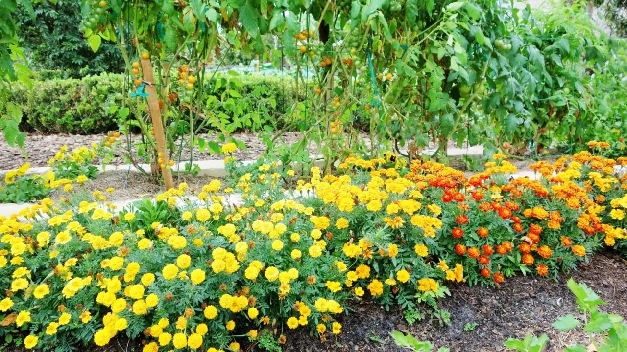 Vuoi un orto più produttivo senza pesticidi? Ecco il metodo naturale che funziona Vuoi un orto più produttivo senza pesticidi? Ecco il metodo naturale che funziona