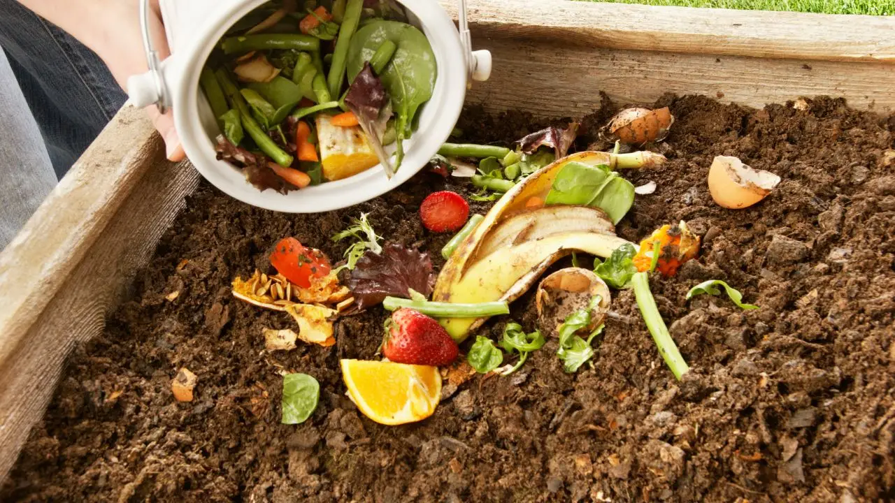 Trasforma avanzi di cucina in fertilizzante efficace: esperimenta il trucco sostenibile Trasforma avanzi di cucina in fertilizzante efficace: esperimenta il trucco sostenibile