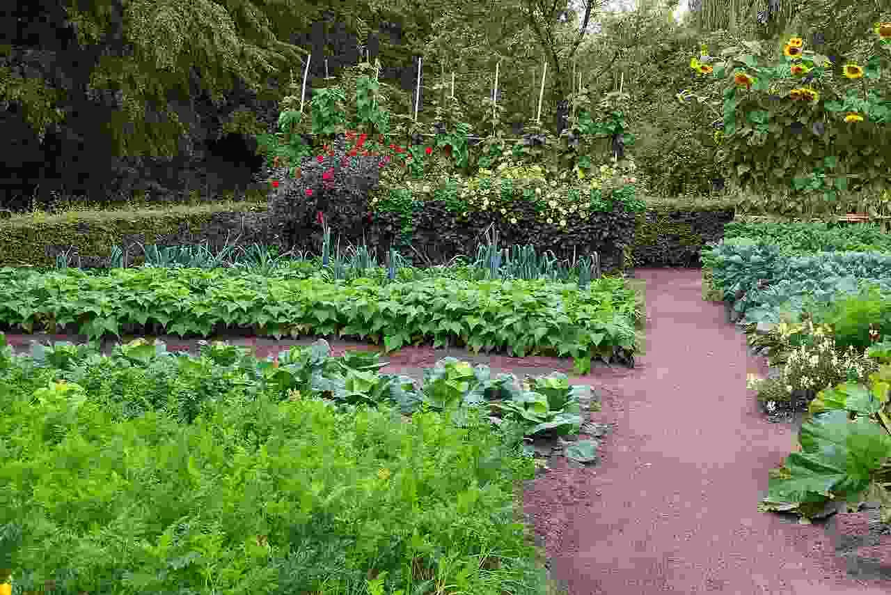Scopri il segreto per un giardino verde e rigoglioso con un solo ingrediente naturale Scopri il segreto per un giardino verde e rigoglioso con un solo ingrediente naturale