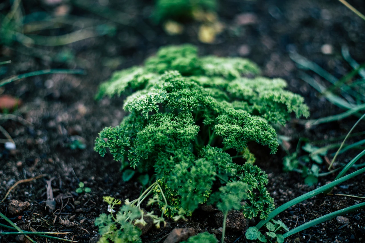 Scopri il segreto per un giardino verde e rigoglioso con un solo ingrediente naturale Scopri il segreto per un giardino verde e rigoglioso con un solo ingrediente naturale