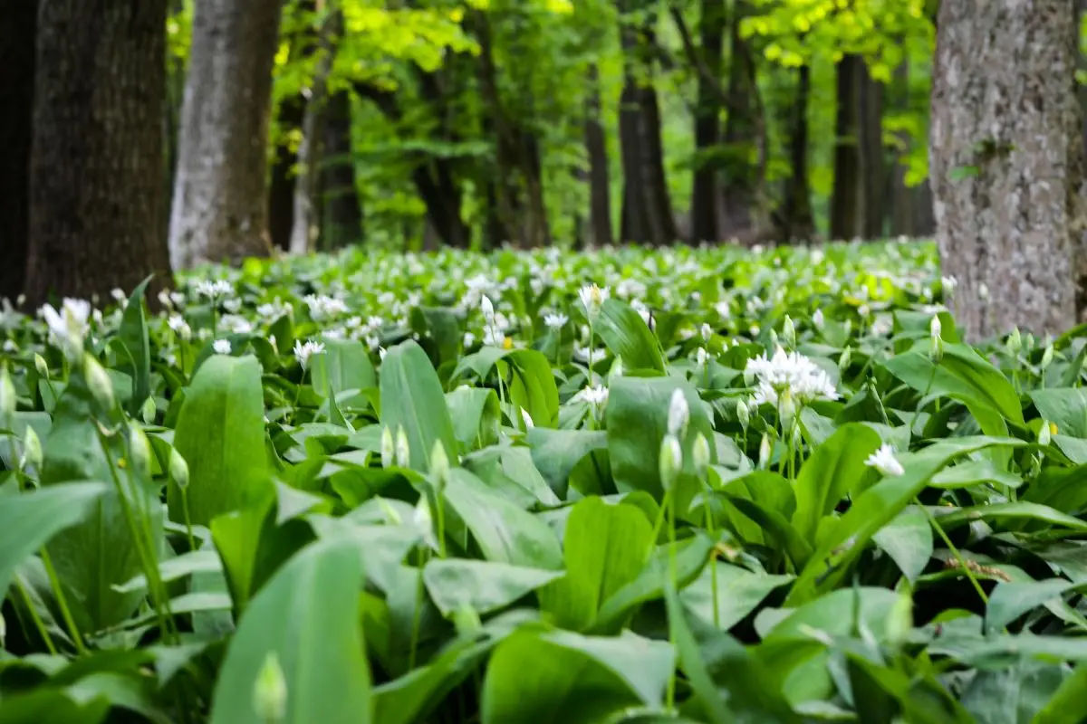 Scopri il segreto per un giardino verde e rigoglioso con un solo ingrediente naturale Scopri il segreto per un giardino verde e rigoglioso con un solo ingrediente naturale