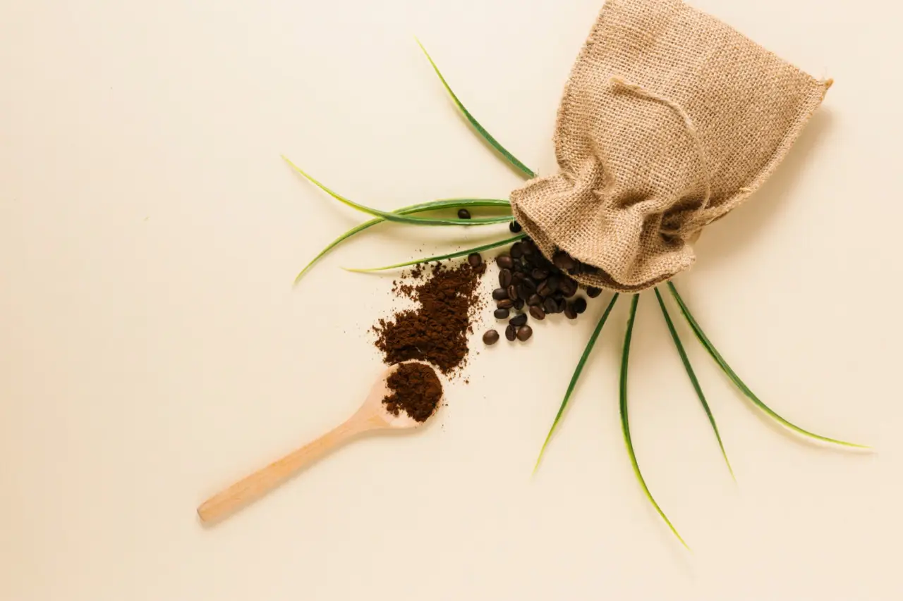 Scopri come usare i fondi di caffè per ottenere piante da appartamento più rigogliose Scopri come usare i fondi di caffè per ottenere piante da appartamento più rigogliose