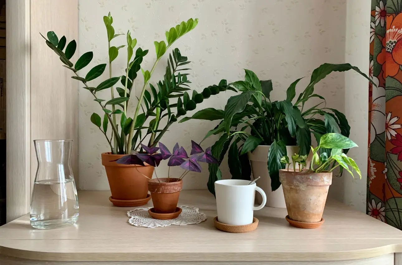 Scopri come usare i fondi di caffè per ottenere piante da appartamento più rigogliose Scopri come usare i fondi di caffè per ottenere piante da appartamento più rigogliose