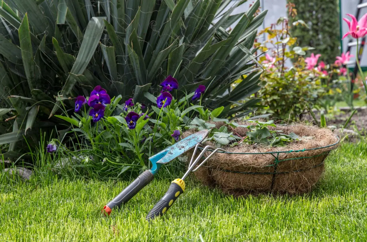 Sfrutta subito la buccia di banana: il trucco ecologico che aiuta le tue ortensie Sfrutta subito la buccia di banana: il trucco ecologico che aiuta le tue ortensie