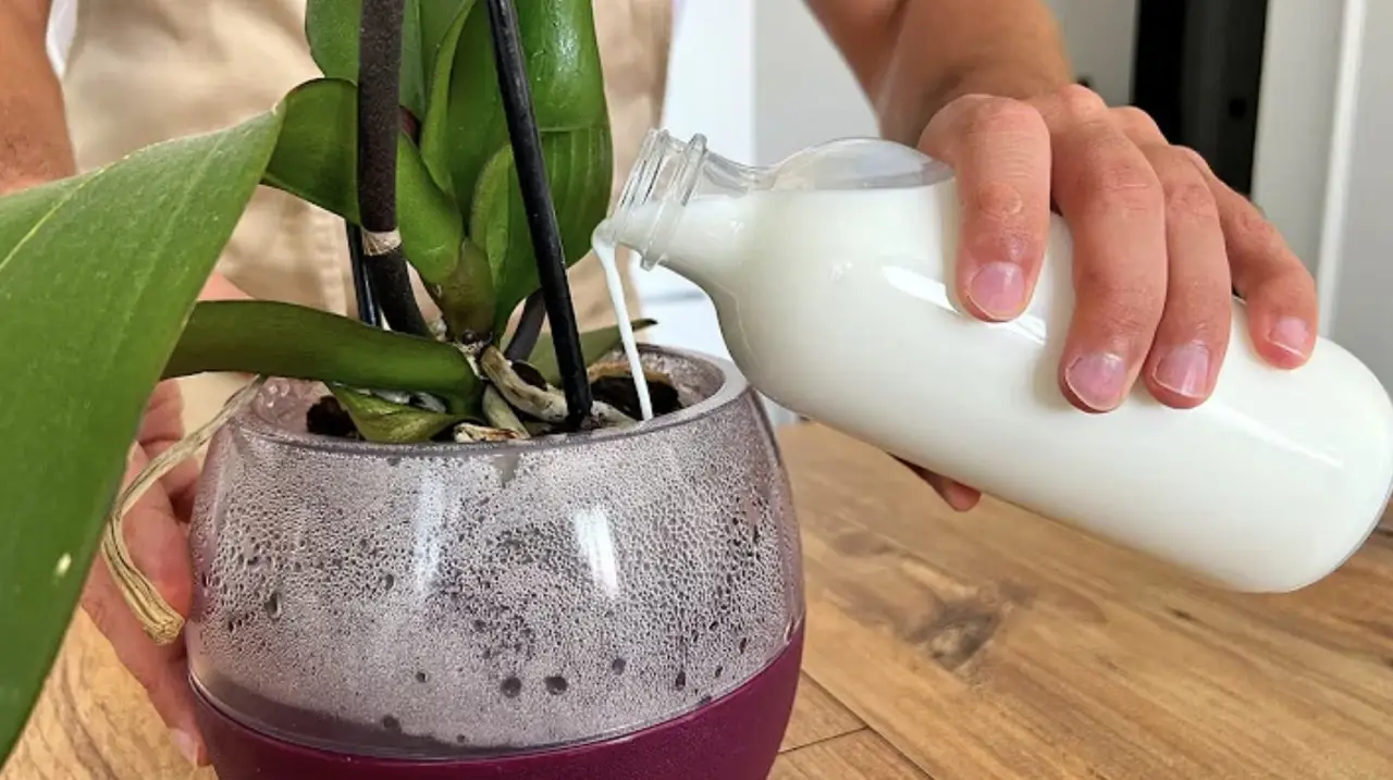 Prova ad aggiungere l’acqua di cottura del riso alle tue piante: i risultati sorprendono Prova ad aggiungere l’acqua di cottura del riso alle tue piante: i risultati sorprendono