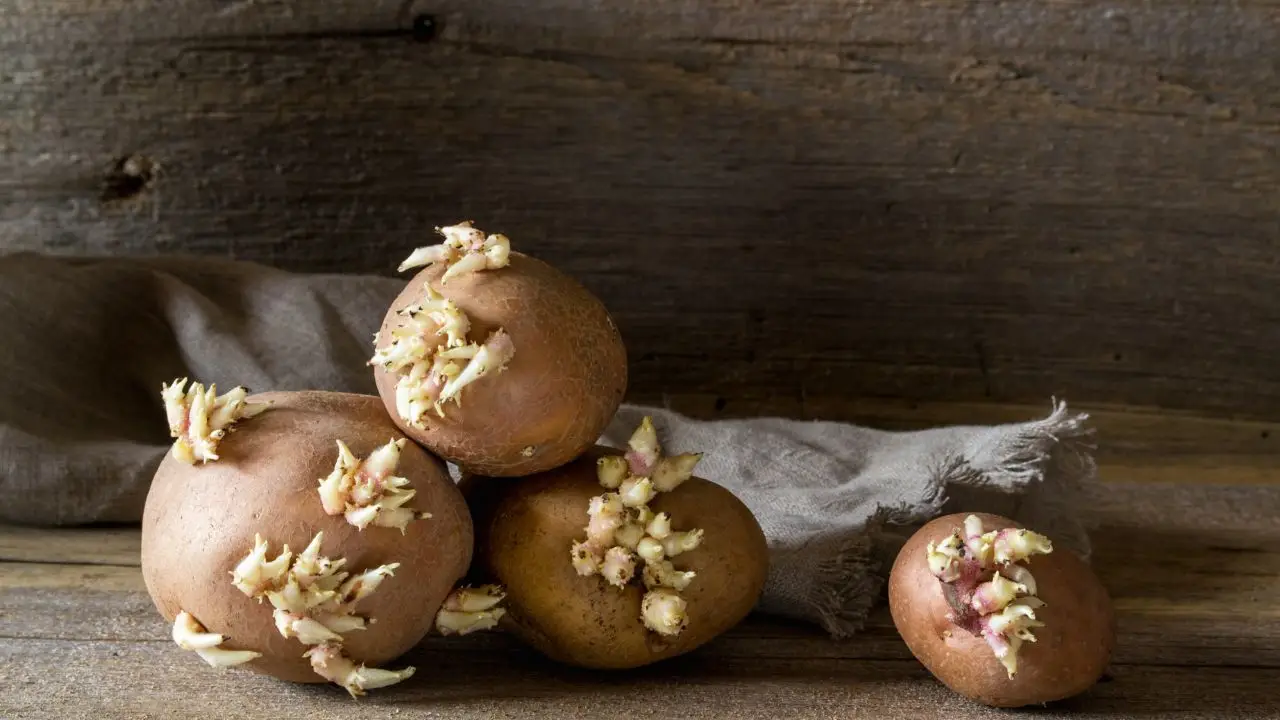 Vuoi ottenere piante più robuste? Scopri l’uso intelligente degli avanzi in cucina Vuoi ottenere piante più robuste? Scopri l’uso intelligente degli avanzi in cucina