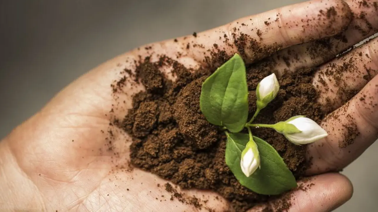 Scopri il trucco con i fondi di caffè per piante più forti senza spese aggiuntive Scopri il trucco con i fondi di caffè per piante più forti senza spese aggiuntive