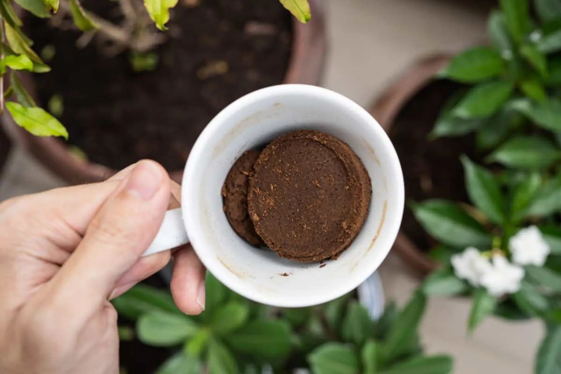 Scopri il trucco con i fondi di caffè per piante più forti senza spese aggiuntive Scopri il trucco con i fondi di caffè per piante più forti senza spese aggiuntive