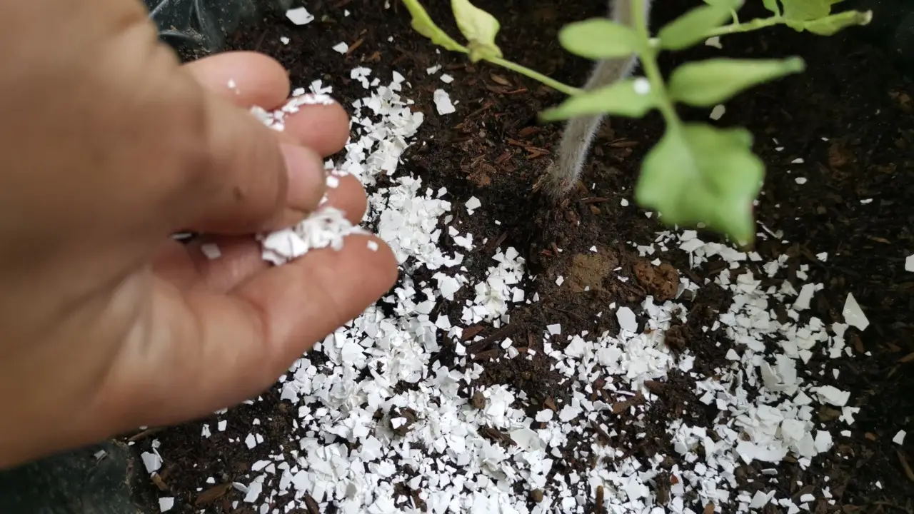 Come riutilizzare i gusci delle uova nell’orto e nutrire le piante senza fertilizzanti Come riutilizzare i gusci delle uova nell’orto e nutrire le piante senza fertilizzanti