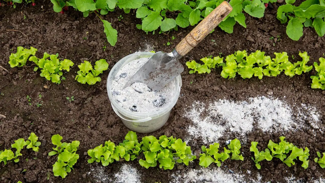 Come riutilizzare i gusci delle uova nell’orto e nutrire le piante senza fertilizzanti Come riutilizzare i gusci delle uova nell’orto e nutrire le piante senza fertilizzanti